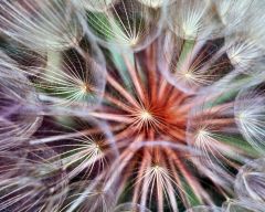 Tapeta Nature Flowers 511.jpg